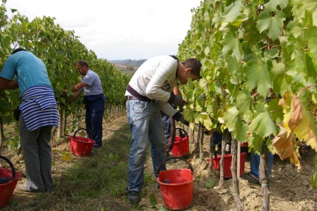 Crushing Grapes