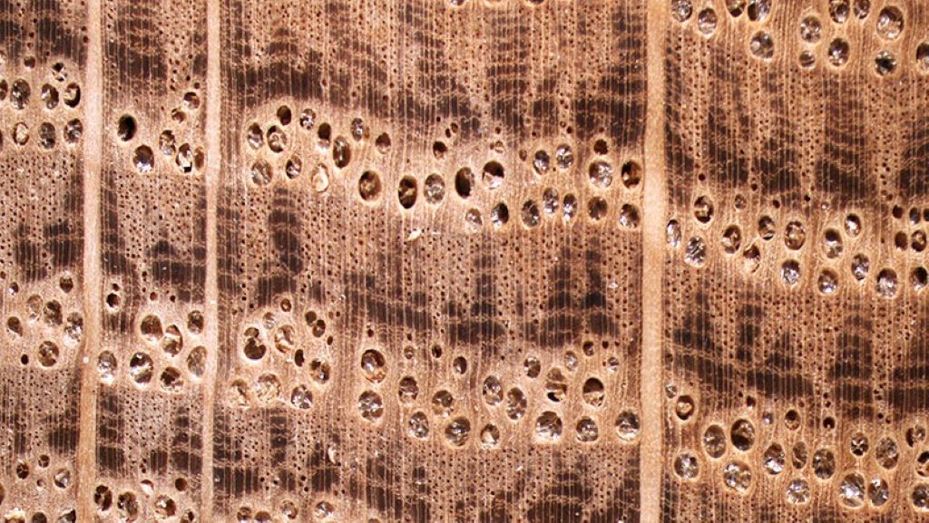 Close-up cross-section of French oak grain structure highlighting wood density and tannin distribution